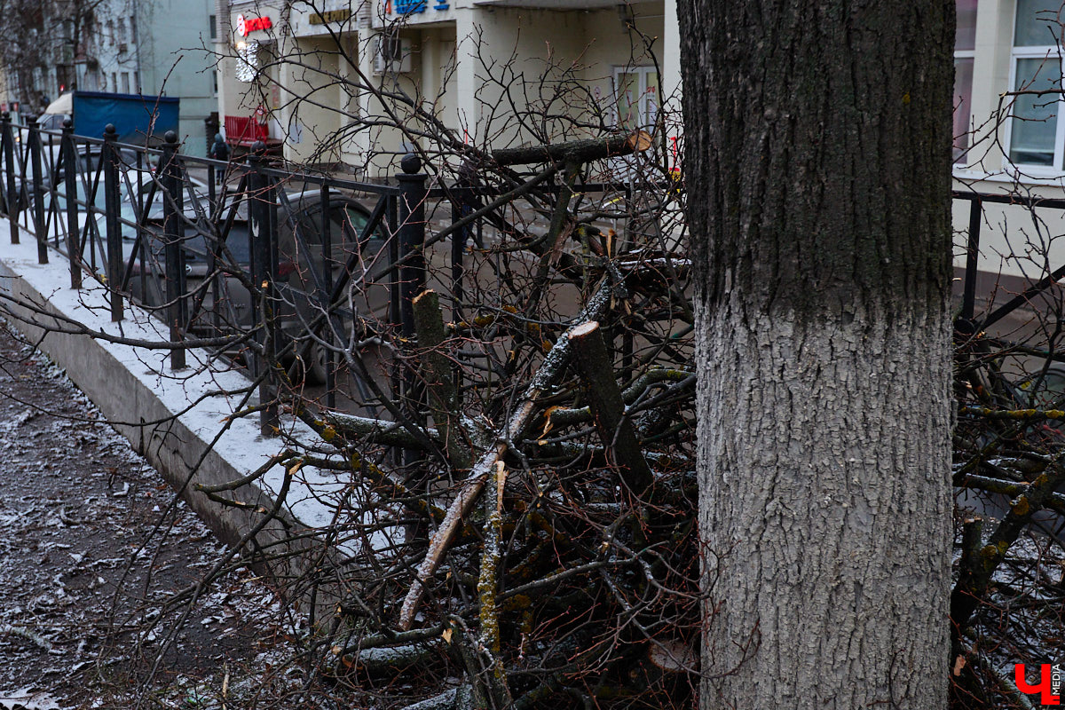 Во         ;Владимире продолжается массовая обрезка и         ;даже вырубка деревьев. Вдоль центральных дорог         ;— голые стволы и         ;пеньки. Спиливают ивы, тополя, клены и         ;липы. Можно         ;ли было их         ;не         ;трогать и         ;как правильно формировать крону? «Ключ-Медиа» прогулялся по         ;проспекту Ленина с         ;экспертом и         ;задал самые важные вопросы специалисту.