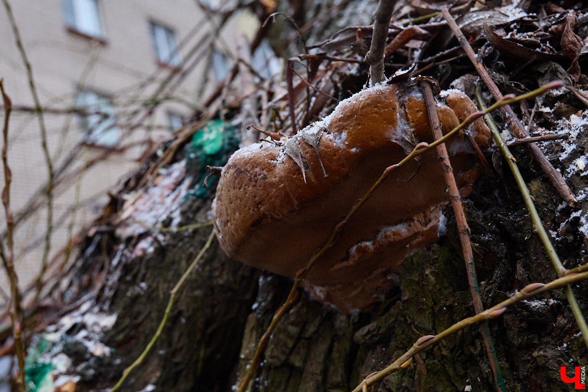 Во         ;Владимире продолжается массовая обрезка и         ;даже вырубка деревьев. Вдоль центральных дорог         ;— голые стволы и         ;пеньки. Спиливают ивы, тополя, клены и         ;липы. Можно         ;ли было их         ;не         ;трогать и         ;как правильно формировать крону? «Ключ-Медиа» прогулялся по         ;проспекту Ленина с         ;экспертом и         ;задал самые важные вопросы специалисту.