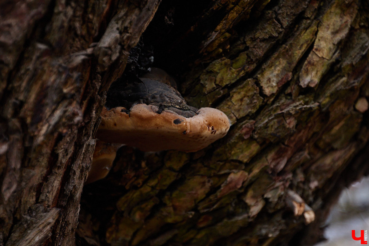 Во         ;Владимире продолжается массовая обрезка и         ;даже вырубка деревьев. Вдоль центральных дорог         ;— голые стволы и         ;пеньки. Спиливают ивы, тополя, клены и         ;липы. Можно         ;ли было их         ;не         ;трогать и         ;как правильно формировать крону? «Ключ-Медиа» прогулялся по         ;проспекту Ленина с         ;экспертом и         ;задал самые важные вопросы специалисту.