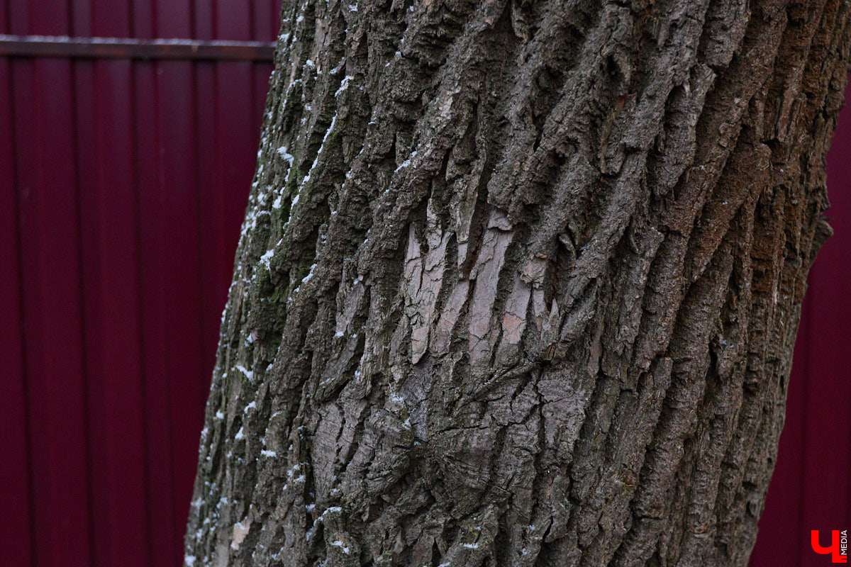 Во         ;Владимире продолжается массовая обрезка и         ;даже вырубка деревьев. Вдоль центральных дорог         ;— голые стволы и         ;пеньки. Спиливают ивы, тополя, клены и         ;липы. Можно         ;ли было их         ;не         ;трогать и         ;как правильно формировать крону? «Ключ-Медиа» прогулялся по         ;проспекту Ленина с         ;экспертом и         ;задал самые важные вопросы специалисту.