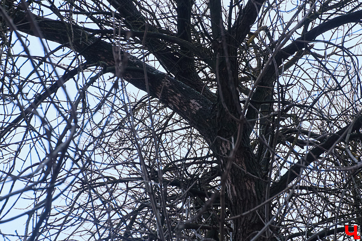 Во         ;Владимире продолжается массовая обрезка и         ;даже вырубка деревьев. Вдоль центральных дорог         ;— голые стволы и         ;пеньки. Спиливают ивы, тополя, клены и         ;липы. Можно         ;ли было их         ;не         ;трогать и         ;как правильно формировать крону? «Ключ-Медиа» прогулялся по         ;проспекту Ленина с         ;экспертом и         ;задал самые важные вопросы специалисту.