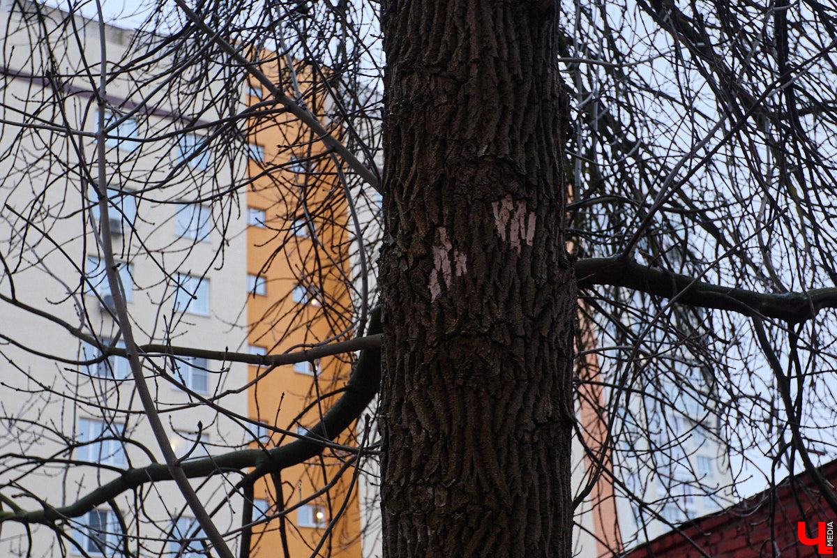 Во         ;Владимире продолжается массовая обрезка и         ;даже вырубка деревьев. Вдоль центральных дорог         ;— голые стволы и         ;пеньки. Спиливают ивы, тополя, клены и         ;липы. Можно         ;ли было их         ;не         ;трогать и         ;как правильно формировать крону? «Ключ-Медиа» прогулялся по         ;проспекту Ленина с         ;экспертом и         ;задал самые важные вопросы специалисту.