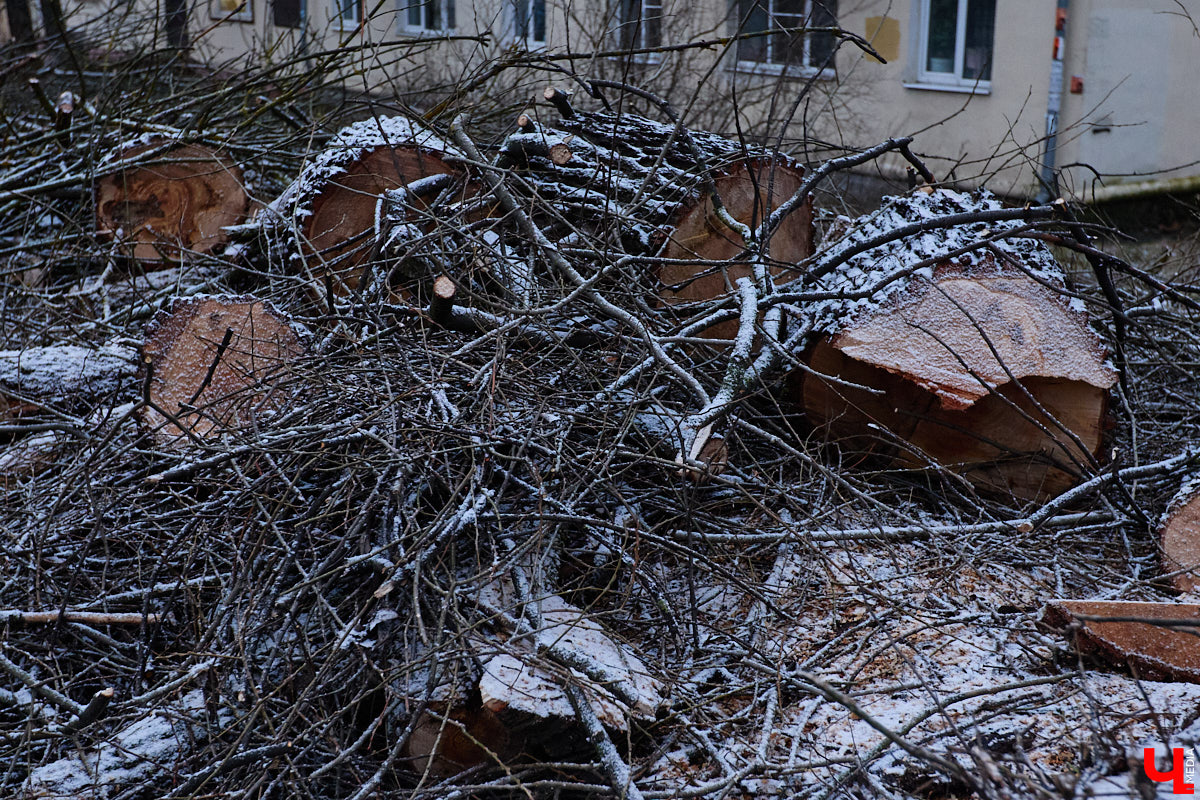 Во         ;Владимире продолжается массовая обрезка и         ;даже вырубка деревьев. Вдоль центральных дорог         ;— голые стволы и         ;пеньки. Спиливают ивы, тополя, клены и         ;липы. Можно         ;ли было их         ;не         ;трогать и         ;как правильно формировать крону? «Ключ-Медиа» прогулялся по         ;проспекту Ленина с         ;экспертом и         ;задал самые важные вопросы специалисту.