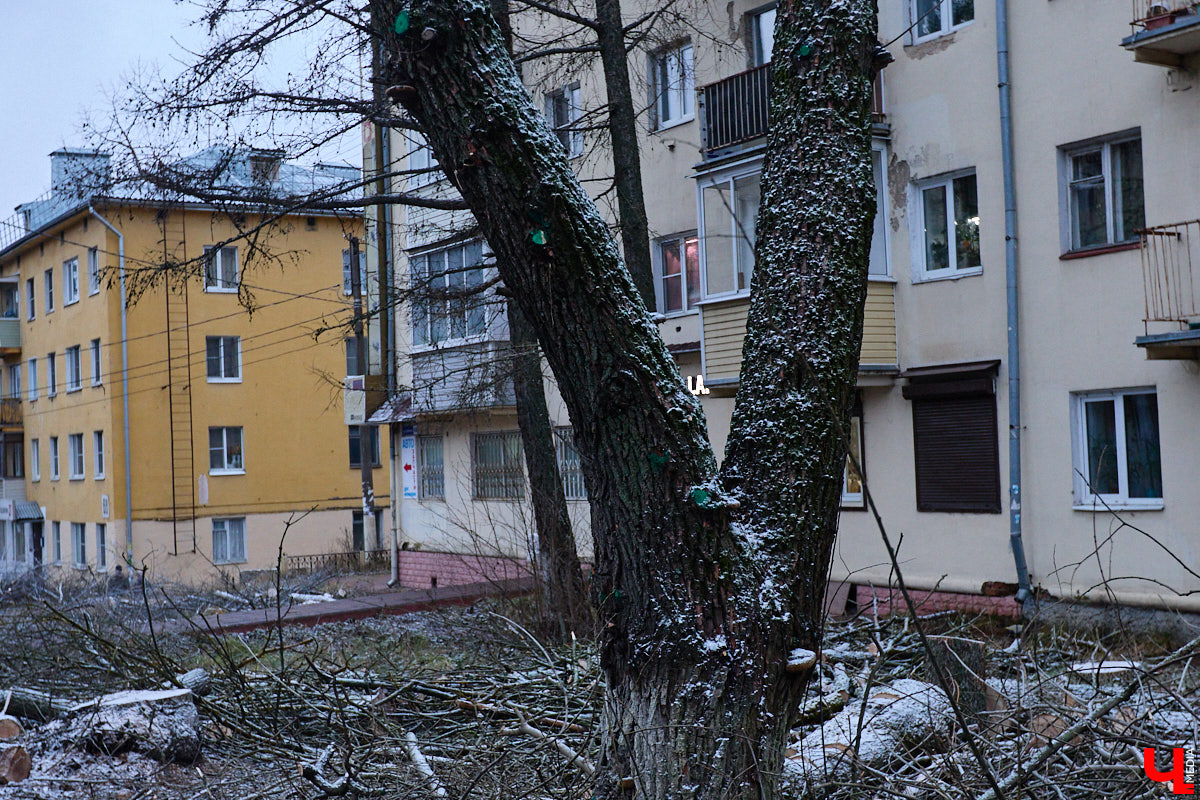 Во         ;Владимире продолжается массовая обрезка и         ;даже вырубка деревьев. Вдоль центральных дорог         ;— голые стволы и         ;пеньки. Спиливают ивы, тополя, клены и         ;липы. Можно         ;ли было их         ;не         ;трогать и         ;как правильно формировать крону? «Ключ-Медиа» прогулялся по         ;проспекту Ленина с         ;экспертом и         ;задал самые важные вопросы специалисту.