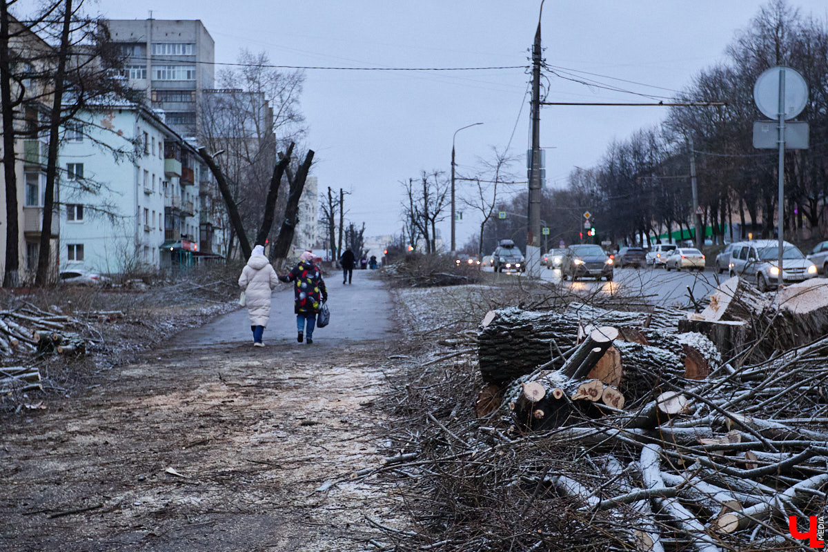 Во         ;Владимире продолжается массовая обрезка и         ;даже вырубка деревьев. Вдоль центральных дорог         ;— голые стволы и         ;пеньки. Спиливают ивы, тополя, клены и         ;липы. Можно         ;ли было их         ;не         ;трогать и         ;как правильно формировать крону? «Ключ-Медиа» прогулялся по         ;проспекту Ленина с         ;экспертом и         ;задал самые важные вопросы специалисту.