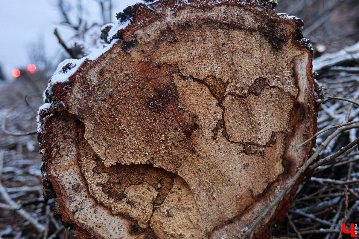 Во         ;Владимире продолжается массовая обрезка и         ;даже вырубка деревьев. Вдоль центральных дорог         ;— голые стволы и         ;пеньки. Спиливают ивы, тополя, клены и         ;липы. Можно         ;ли было их         ;не         ;трогать и         ;как правильно формировать крону? «Ключ-Медиа» прогулялся по         ;проспекту Ленина с         ;экспертом и         ;задал самые важные вопросы специалисту.