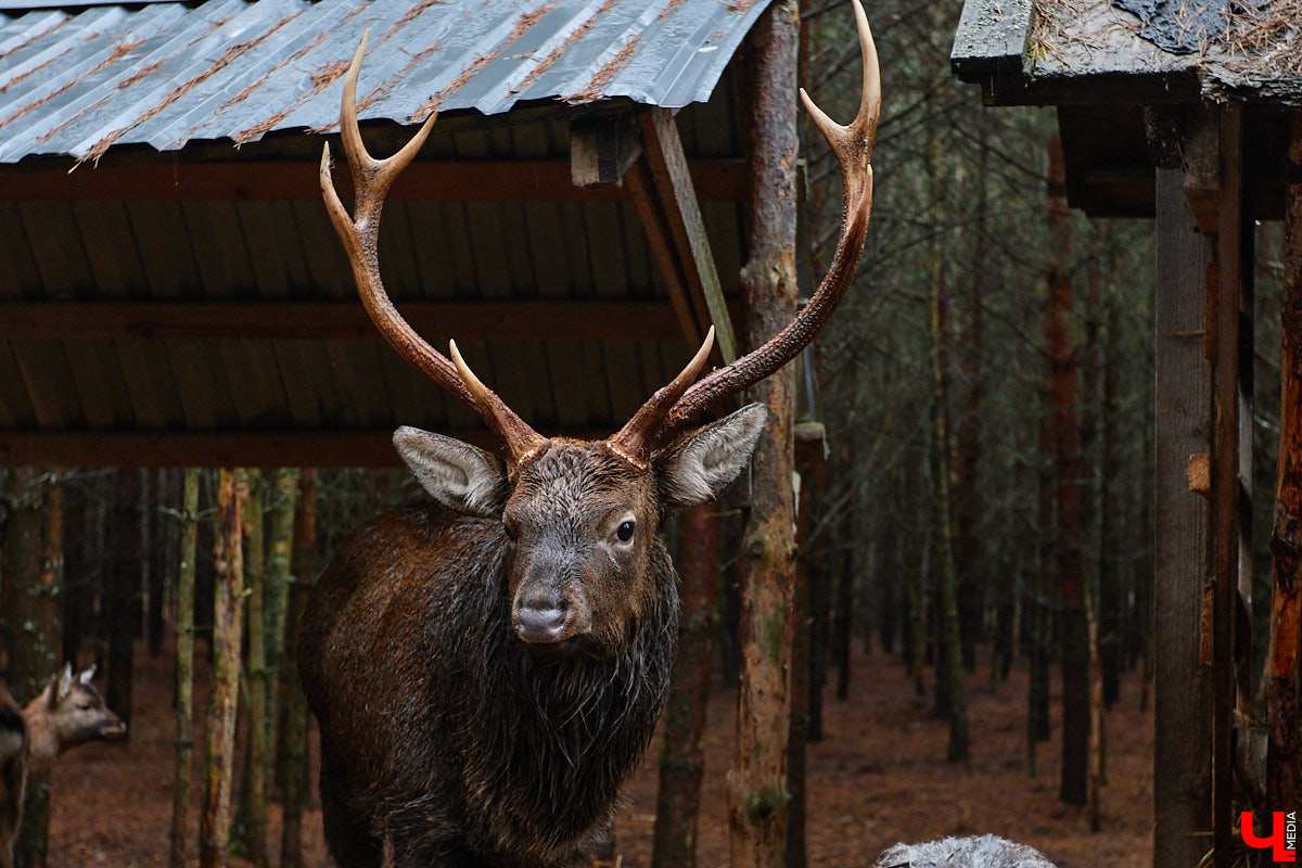 Мастер по дереву Николай Лавданский переехал в Киржачский район более 10 лет назад. Там он построил дом, завел хозяйство и продолжил заниматься творчеством, вдохновляясь единением с природой. По его 16 гектарам, населенным зверюшками, постоянно гуляют туристы. «Ключ-Медиа» удалось осмотреть не только угодья, но и жилище скульптора.