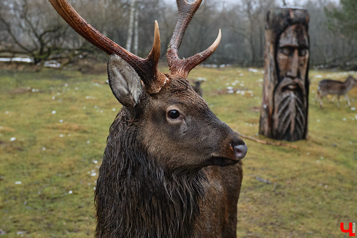 Мастер по дереву Николай Лавданский переехал в Киржачский район более 10 лет назад. Там он построил дом, завел хозяйство и продолжил заниматься творчеством, вдохновляясь единением с природой. По его 16 гектарам, населенным зверюшками, постоянно гуляют туристы. «Ключ-Медиа» удалось осмотреть не только угодья, но и жилище скульптора.