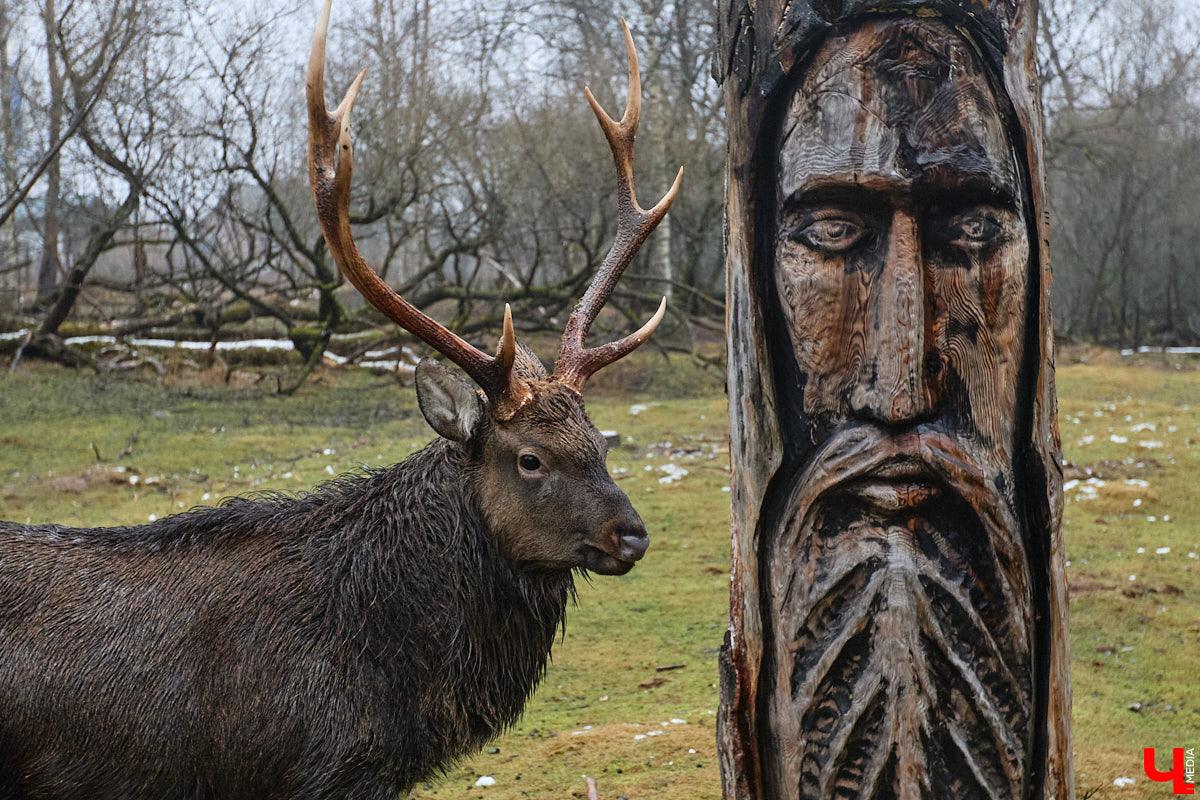 Мастер по дереву Николай Лавданский переехал в Киржачский район более 10 лет назад. Там он построил дом, завел хозяйство и продолжил заниматься творчеством, вдохновляясь единением с природой. По его 16 гектарам, населенным зверюшками, постоянно гуляют туристы. «Ключ-Медиа» удалось осмотреть не только угодья, но и жилище скульптора.