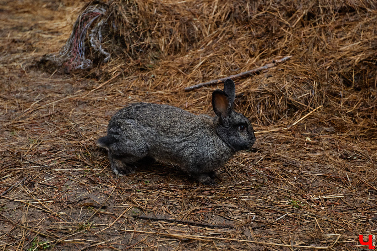 Мастер по дереву Николай Лавданский переехал в Киржачский район более 10 лет назад. Там он построил дом, завел хозяйство и продолжил заниматься творчеством, вдохновляясь единением с природой. По его 16 гектарам, населенным зверюшками, постоянно гуляют туристы. «Ключ-Медиа» удалось осмотреть не только угодья, но и жилище скульптора.