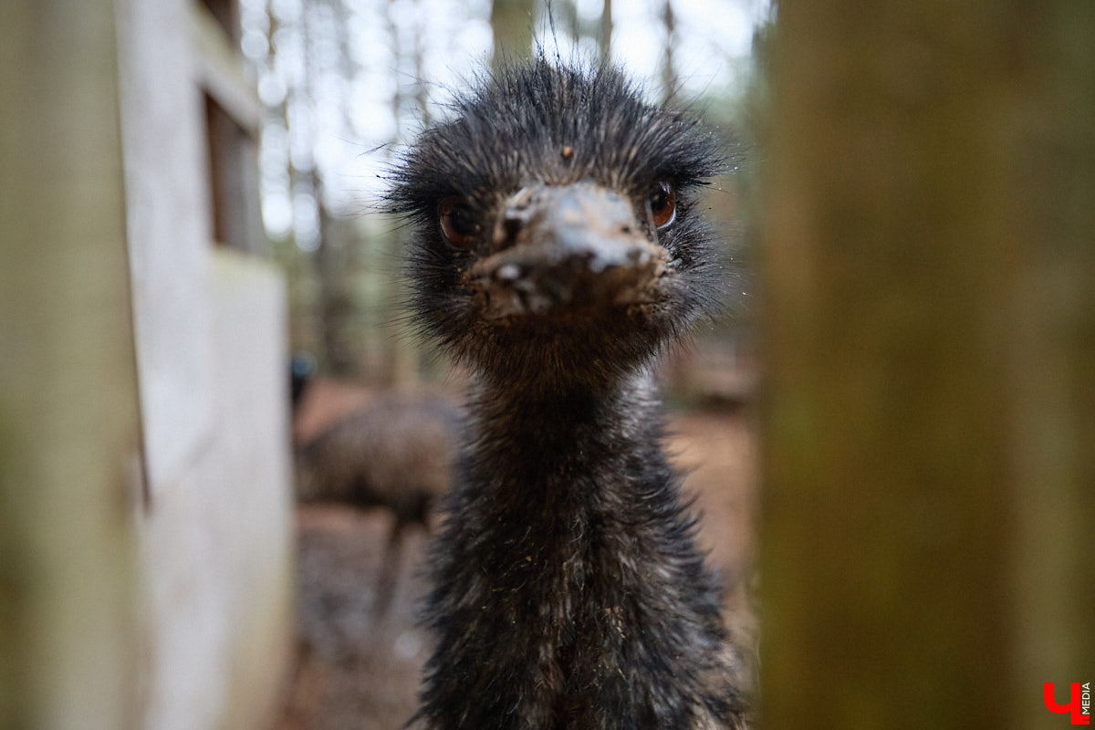 Мастер по дереву Николай Лавданский переехал в Киржачский район более 10 лет назад. Там он построил дом, завел хозяйство и продолжил заниматься творчеством, вдохновляясь единением с природой. По его 16 гектарам, населенным зверюшками, постоянно гуляют туристы. «Ключ-Медиа» удалось осмотреть не только угодья, но и жилище скульптора.