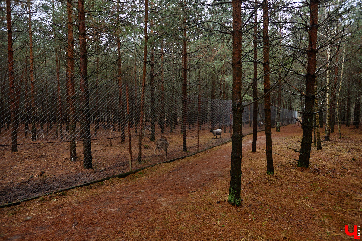 Мастер по дереву Николай Лавданский переехал в Киржачский район более 10 лет назад. Там он построил дом, завел хозяйство и продолжил заниматься творчеством, вдохновляясь единением с природой. По его 16 гектарам, населенным зверюшками, постоянно гуляют туристы. «Ключ-Медиа» удалось осмотреть не только угодья, но и жилище скульптора.