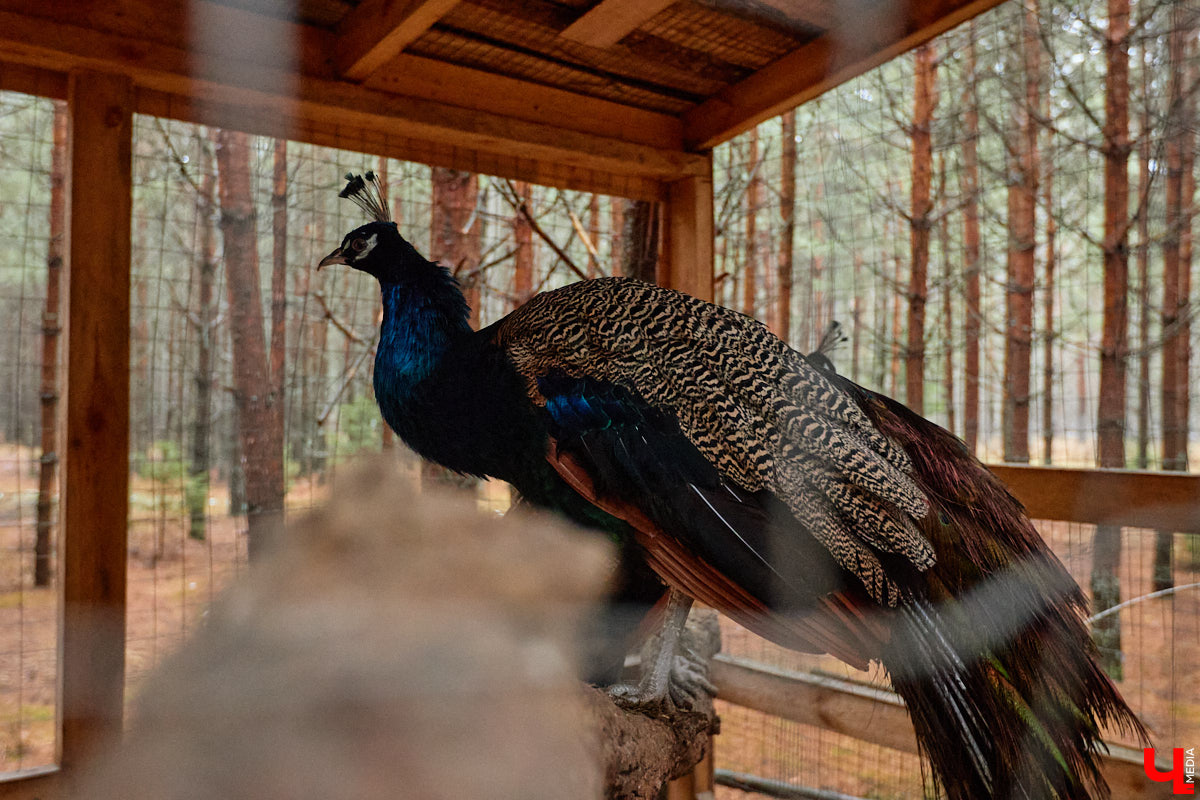 Мастер по дереву Николай Лавданский переехал в Киржачский район более 10 лет назад. Там он построил дом, завел хозяйство и продолжил заниматься творчеством, вдохновляясь единением с природой. По его 16 гектарам, населенным зверюшками, постоянно гуляют туристы. «Ключ-Медиа» удалось осмотреть не только угодья, но и жилище скульптора.