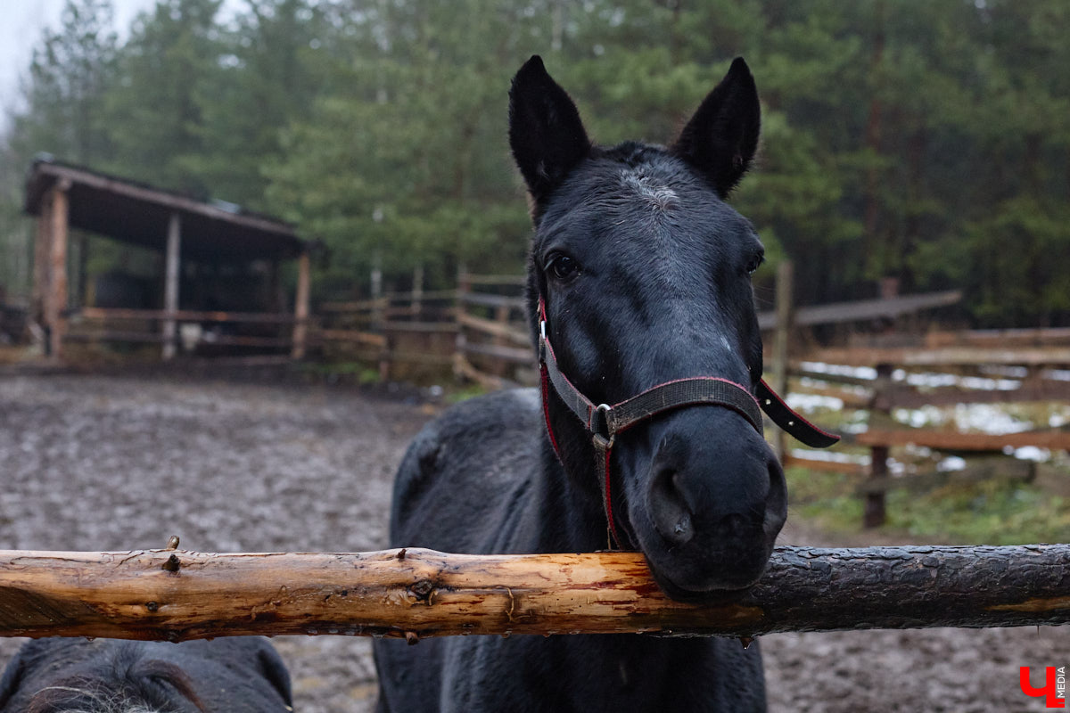Мастер по дереву Николай Лавданский переехал в Киржачский район более 10 лет назад. Там он построил дом, завел хозяйство и продолжил заниматься творчеством, вдохновляясь единением с природой. По его 16 гектарам, населенным зверюшками, постоянно гуляют туристы. «Ключ-Медиа» удалось осмотреть не только угодья, но и жилище скульптора.