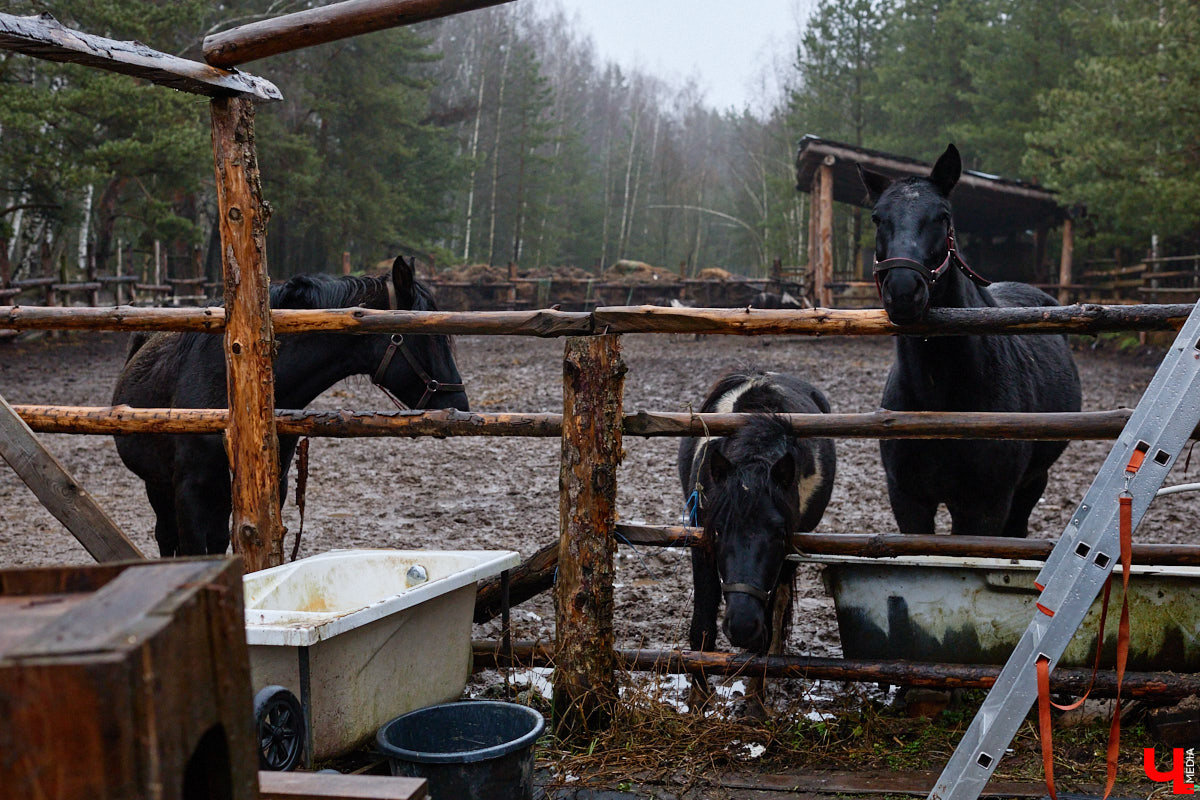 Мастер по дереву Николай Лавданский переехал в Киржачский район более 10 лет назад. Там он построил дом, завел хозяйство и продолжил заниматься творчеством, вдохновляясь единением с природой. По его 16 гектарам, населенным зверюшками, постоянно гуляют туристы. «Ключ-Медиа» удалось осмотреть не только угодья, но и жилище скульптора.