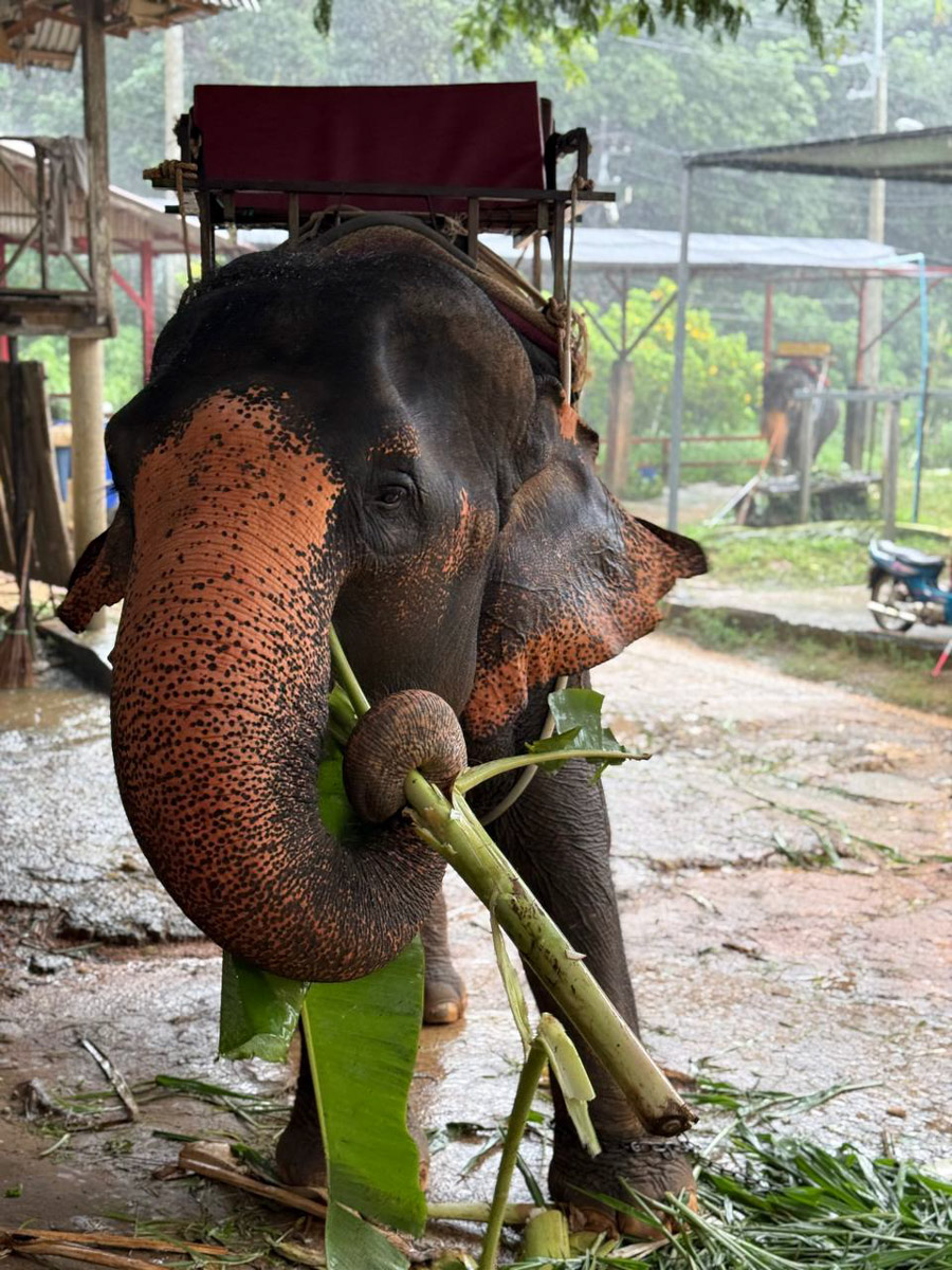 В последнее время организовывать путешествия за границу стало сложнее. Но и в этих условиях остаются возможности спланировать необычный тур за приемлемые деньги. Жительница Владимира Полина Чистова занимается этим уже 17 лет: с семьей она объездила более 30 стран. О своем любопытном опыте наша героиня рассказала «Ключ-Медиа».