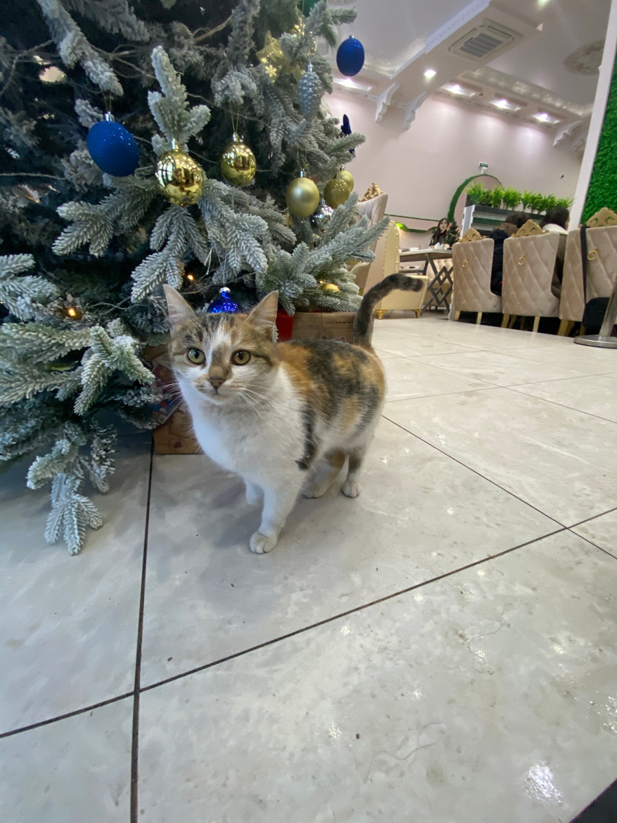 Заснеженный лес, бурлящие водопады цвета колы, калитки с ягодами, живописный мраморный каньон горного парка «Рускеала», белая Ладога и студеная Онега. Все эти чудеса щедро дарит сказочная Карелия, куда из Владимира вполне можно сгонять на пару дней.