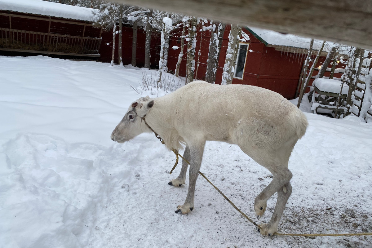 Заснеженный лес, бурлящие водопады цвета колы, калитки с ягодами, живописный мраморный каньон горного парка «Рускеала», белая Ладога и студеная Онега. Все эти чудеса щедро дарит сказочная Карелия, куда из Владимира вполне можно сгонять на пару дней.