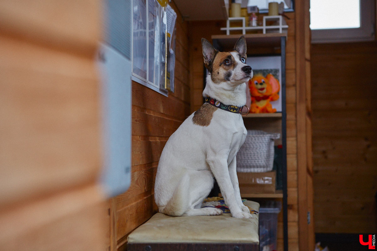 Приют для животных «Дорога добра» — не просящая милостыню рука, а развивающийся в силу своих возможностей проект. Например, в этом году он получил грант вдвое больше прежнего — почти 13 миллионов рублей. Его руководитель Юлия Буйницкая рассказала, на какие благие дела потратит деньги.