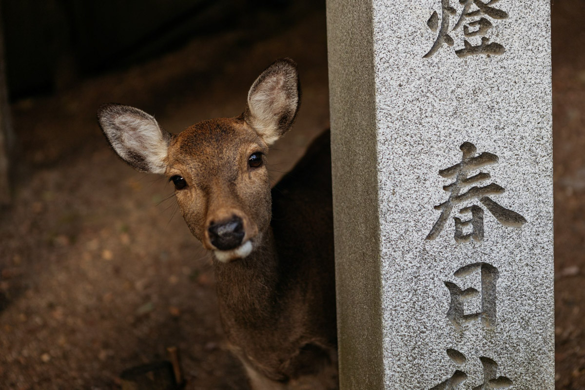 Япония — это страна, где визуальная гармония возведена в абсолют. Владимирский фотограф Владимир Никонов отправился в путешествие по «Золотому треугольнику» Японии в самый живописный период — сезон красных клёнов. О том, почему в Хаконе туман оказался ценнее вида на Фудзи, как японцы реагируют на уличную съемку и почему даже обычные канализационные люки могут стать объектом искусства, — в нашем интервью.