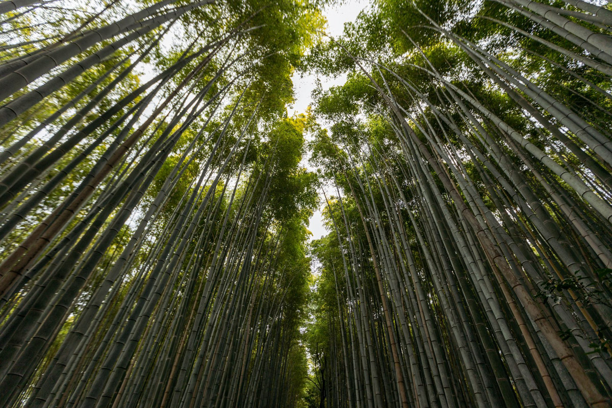 Япония — это страна, где визуальная гармония возведена в абсолют. Владимирский фотограф Владимир Никонов отправился в путешествие по «Золотому треугольнику» Японии в самый живописный период — сезон красных клёнов. О том, почему в Хаконе туман оказался ценнее вида на Фудзи, как японцы реагируют на уличную съемку и почему даже обычные канализационные люки могут стать объектом искусства, — в нашем интервью.