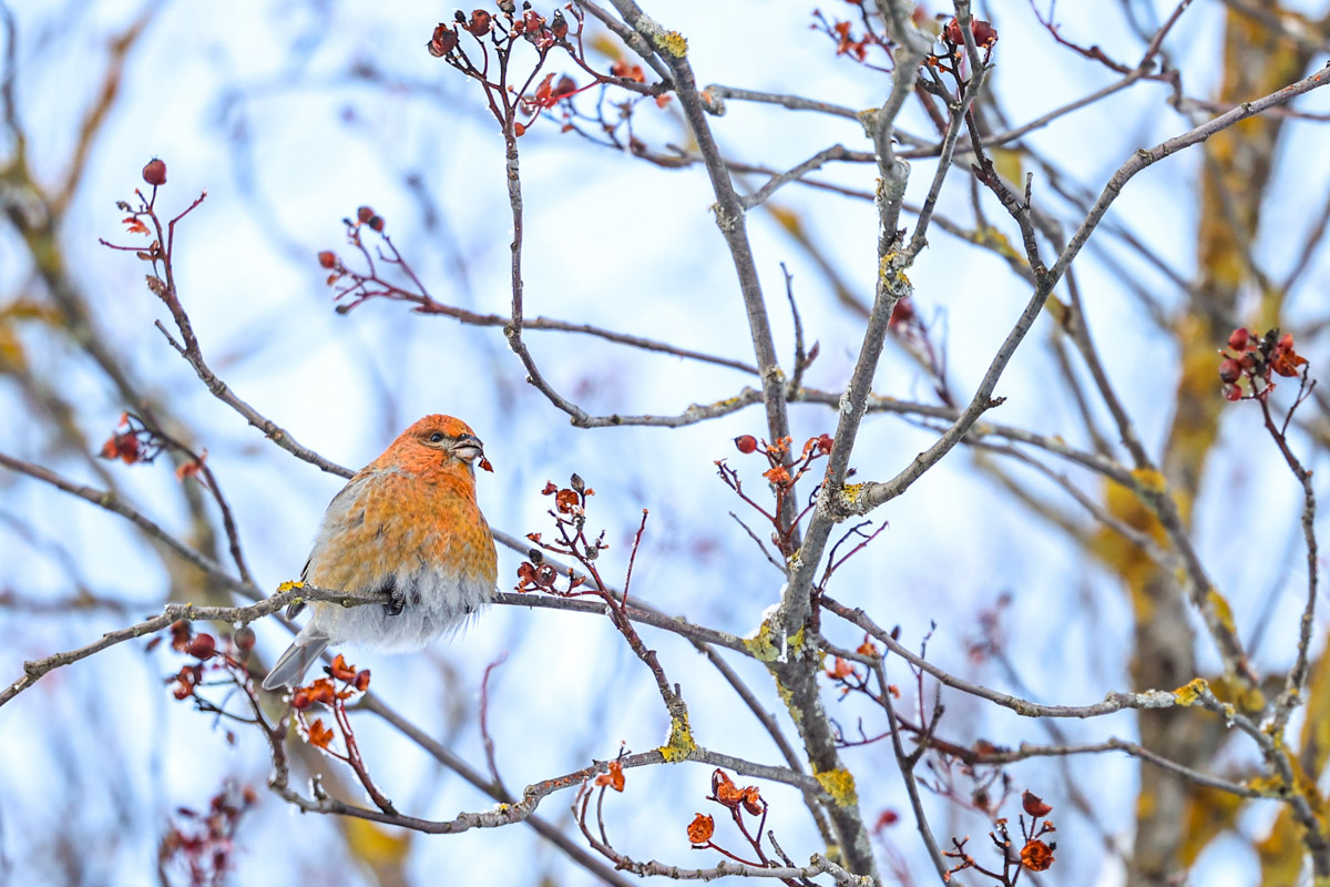 Пока одни не выходят лишний раз на улицу из-за морозов, другие спешат ему навстречу, чтобы снять настоящую русскую зиму. И кадры получаются просто волшебными: от дуги из пара на закате до покрывшейся инеем телевышки. «Ключ-Медиа» собрал самые красивые снимки.