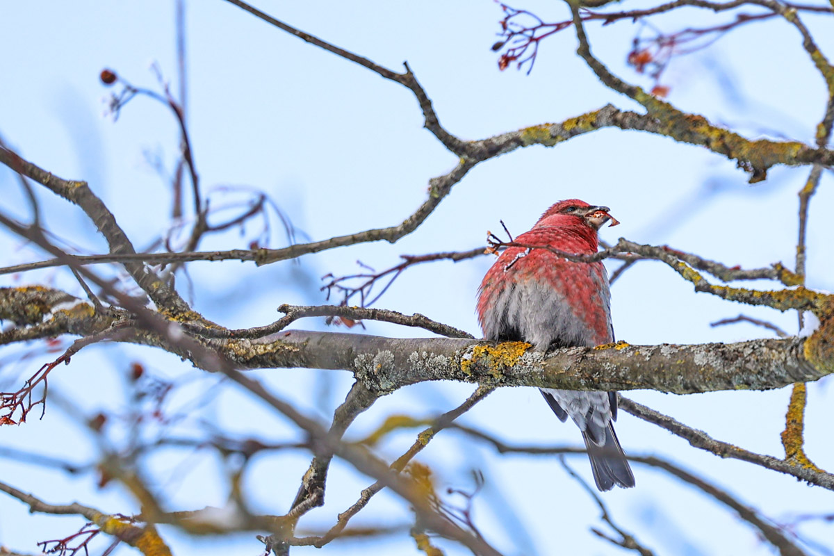 Пока одни не выходят лишний раз на улицу из-за морозов, другие спешат ему навстречу, чтобы снять настоящую русскую зиму. И кадры получаются просто волшебными: от дуги из пара на закате до покрывшейся инеем телевышки. «Ключ-Медиа» собрал самые красивые снимки.