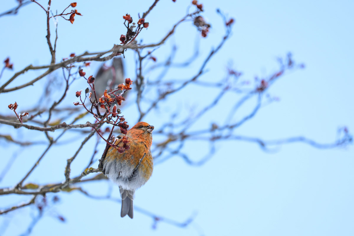 Пока одни не выходят лишний раз на улицу из-за морозов, другие спешат ему навстречу, чтобы снять настоящую русскую зиму. И кадры получаются просто волшебными: от дуги из пара на закате до покрывшейся инеем телевышки. «Ключ-Медиа» собрал самые красивые снимки.