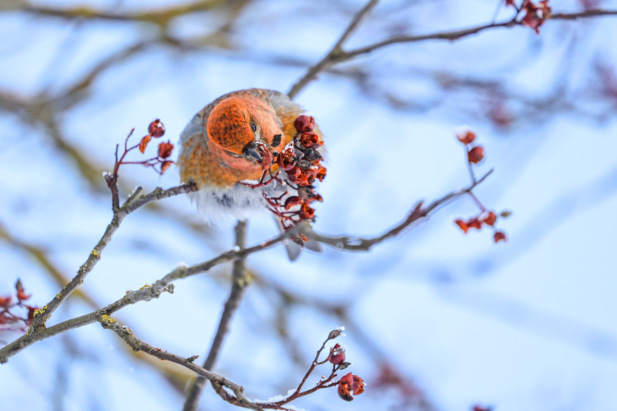 Пока одни не выходят лишний раз на улицу из-за морозов, другие спешат ему навстречу, чтобы снять настоящую русскую зиму. И кадры получаются просто волшебными: от дуги из пара на закате до покрывшейся инеем телевышки. «Ключ-Медиа» собрал самые красивые снимки.