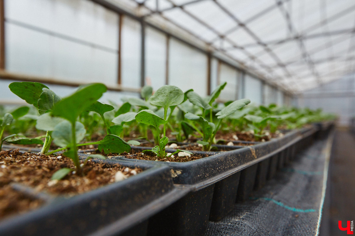 В этом году «зеленая трансформация» Владимира затронет несколько главнейших локаций областного центра. Какие еще точки на карте помимо городских ворот вошли в список местных садовников? И что по этому поводу думают независимые эксперты? Разобраться помогла ландшафтный архитектор Полина Алехина.