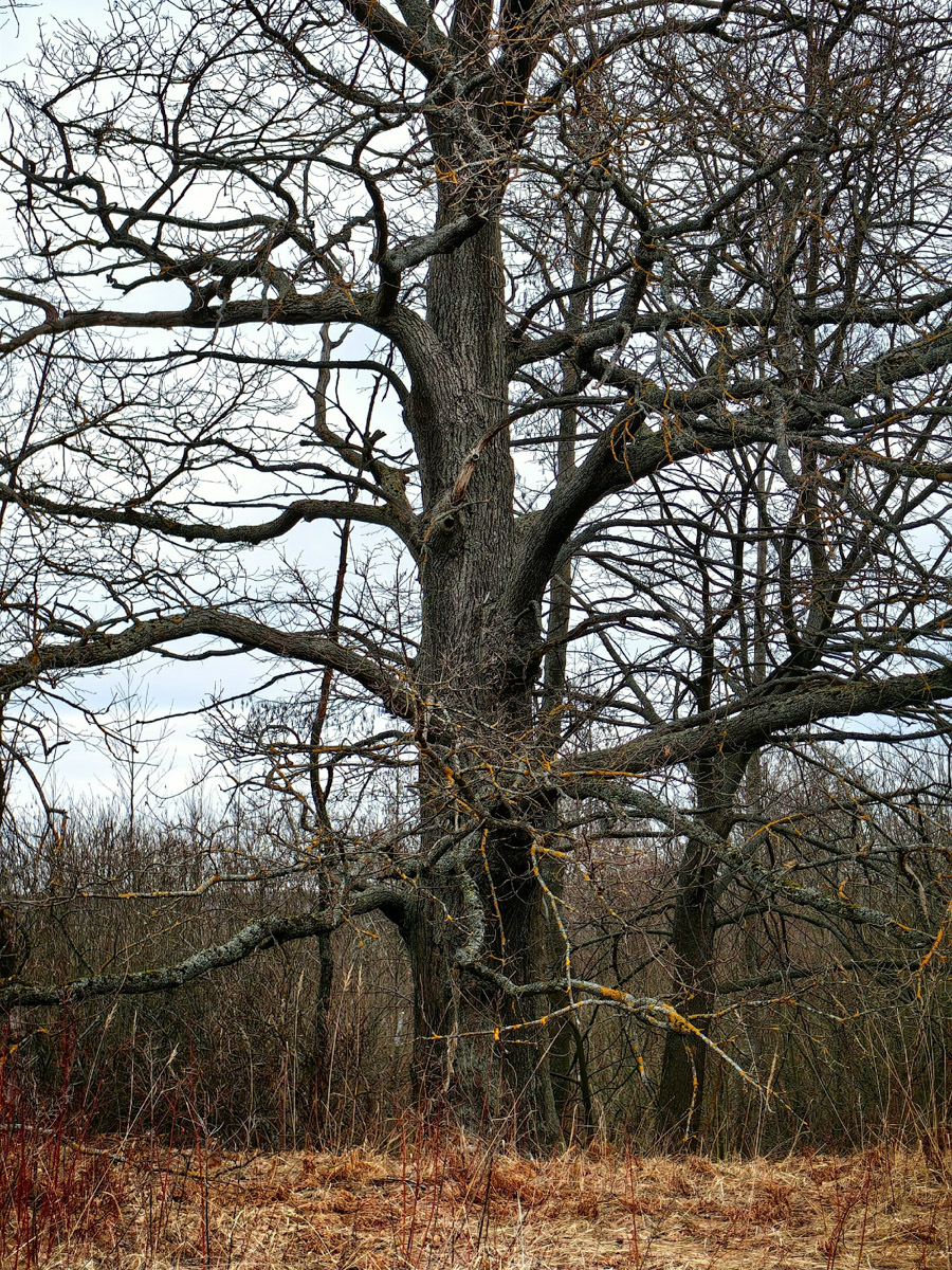 Минувшая и нынешняя зимы выдались аномальными. Но если начало 2025-го запомнилось апрельским вайбом, то старт 2026-го удивил небывалыми сугробами и морозами. Подобная разница не осталась незамеченной — владимирские фотографы поделились с «Ключ-Медиа» сравнительными кадрами двух таких непохожих друг на друга сезонов.