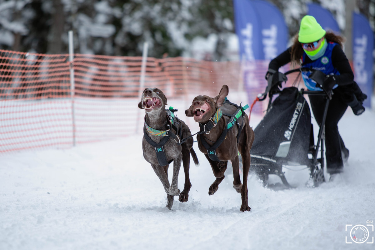 Поселок Красное Эхо Гусь-Хрустального района на три дня превратился, пожалуй, в самую дружелюбную точку на карте региона. А всё потому, что туда съехалось 500 хвостатых гонщиков из 12 регионов страны. На живописной трассе прошли традиционные соревнования «Семь вёрст… Crazy dog». Мохнатым спортсменам пришлось Преодолевать не только километры по заснеженному лесу, но и сильный мороз. Справились ли они? Рассказываем!
