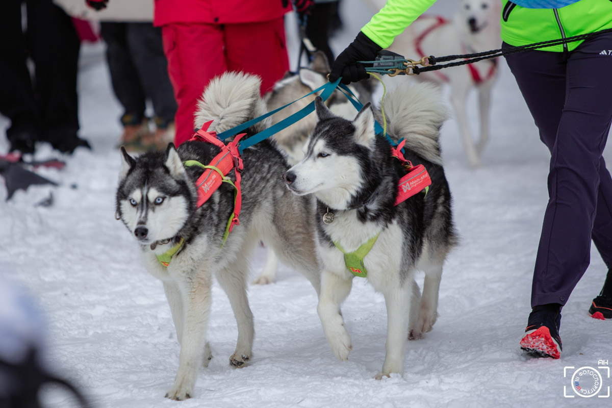 Поселок Красное Эхо Гусь-Хрустального района на три дня превратился, пожалуй, в самую дружелюбную точку на карте региона. А всё потому, что туда съехалось 500 хвостатых гонщиков из 12 регионов страны. На живописной трассе прошли традиционные соревнования «Семь вёрст… Crazy dog». Мохнатым спортсменам пришлось Преодолевать не только километры по заснеженному лесу, но и сильный мороз. Справились ли они? Рассказываем!