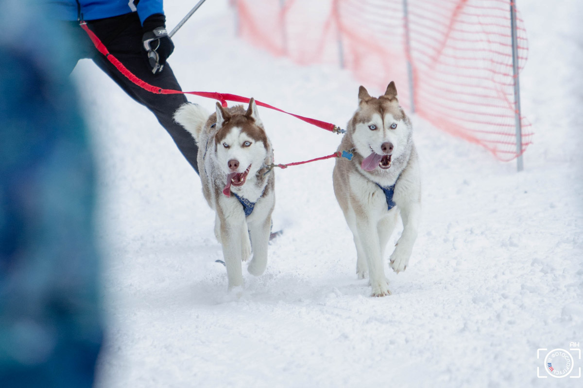 Поселок Красное Эхо Гусь-Хрустального района на три дня превратился, пожалуй, в самую дружелюбную точку на карте региона. А всё потому, что туда съехалось 500 хвостатых гонщиков из 12 регионов страны. На живописной трассе прошли традиционные соревнования «Семь вёрст… Crazy dog». Мохнатым спортсменам пришлось Преодолевать не только километры по заснеженному лесу, но и сильный мороз. Справились ли они? Рассказываем!