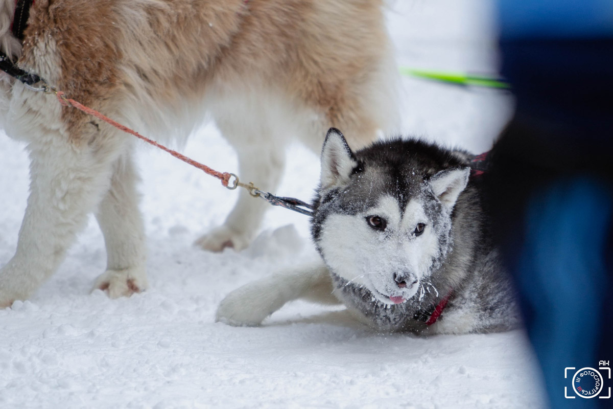 Поселок Красное Эхо Гусь-Хрустального района на три дня превратился, пожалуй, в самую дружелюбную точку на карте региона. А всё потому, что туда съехалось 500 хвостатых гонщиков из 12 регионов страны. На живописной трассе прошли традиционные соревнования «Семь вёрст… Crazy dog». Мохнатым спортсменам пришлось Преодолевать не только километры по заснеженному лесу, но и сильный мороз. Справились ли они? Рассказываем!