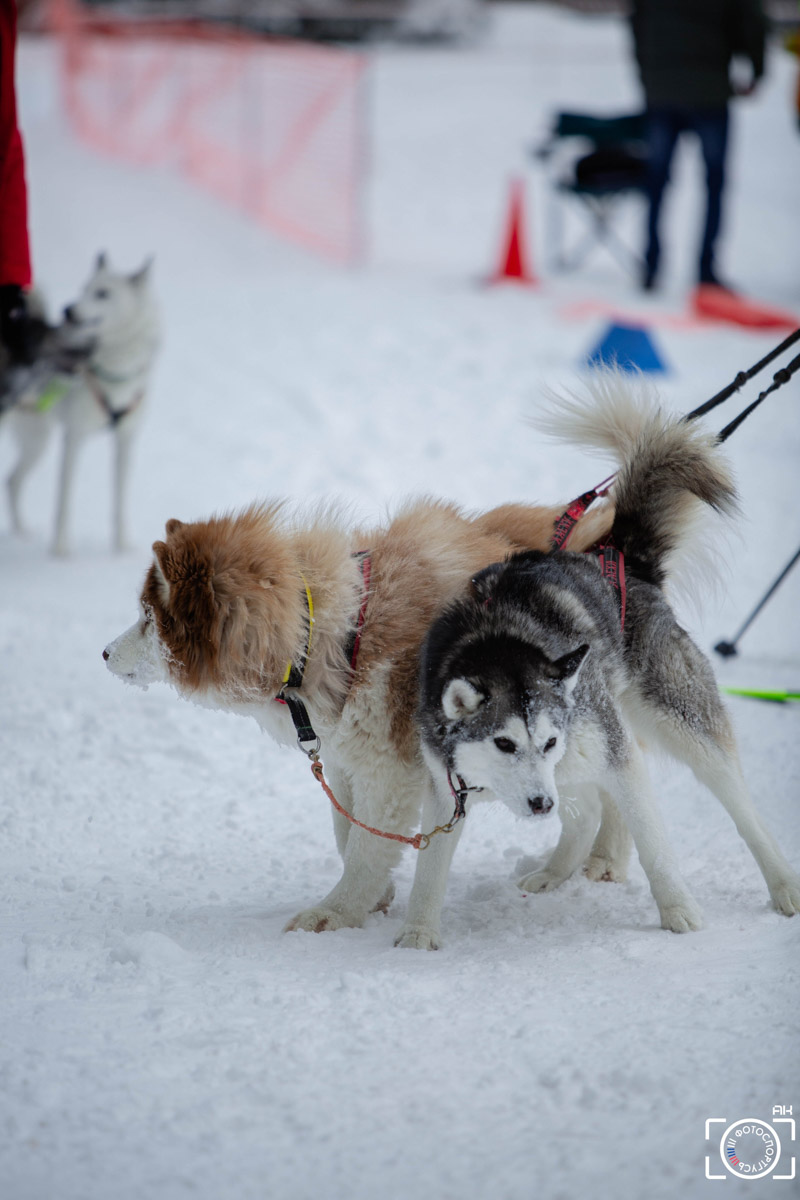 Поселок Красное Эхо Гусь-Хрустального района на три дня превратился, пожалуй, в самую дружелюбную точку на карте региона. А всё потому, что туда съехалось 500 хвостатых гонщиков из 12 регионов страны. На живописной трассе прошли традиционные соревнования «Семь вёрст… Crazy dog». Мохнатым спортсменам пришлось Преодолевать не только километры по заснеженному лесу, но и сильный мороз. Справились ли они? Рассказываем!