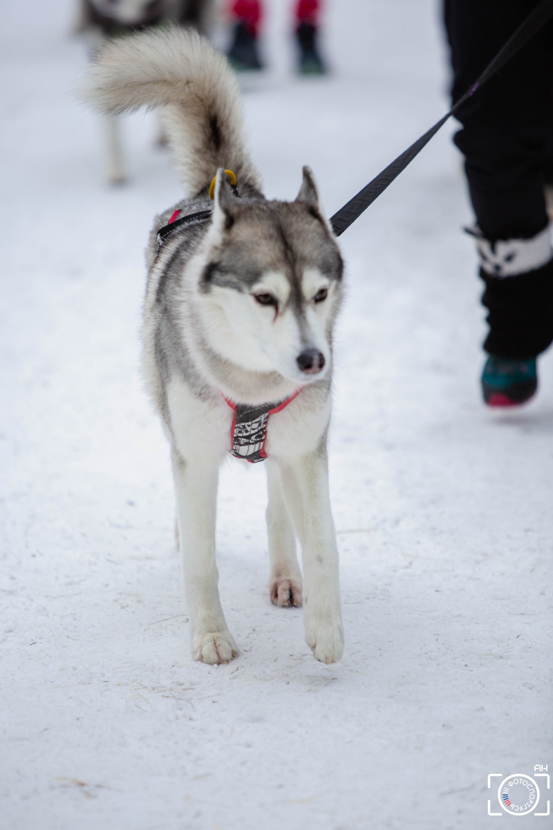 Поселок Красное Эхо Гусь-Хрустального района на три дня превратился, пожалуй, в самую дружелюбную точку на карте региона. А всё потому, что туда съехалось 500 хвостатых гонщиков из 12 регионов страны. На живописной трассе прошли традиционные соревнования «Семь вёрст… Crazy dog». Мохнатым спортсменам пришлось Преодолевать не только километры по заснеженному лесу, но и сильный мороз. Справились ли они? Рассказываем!
