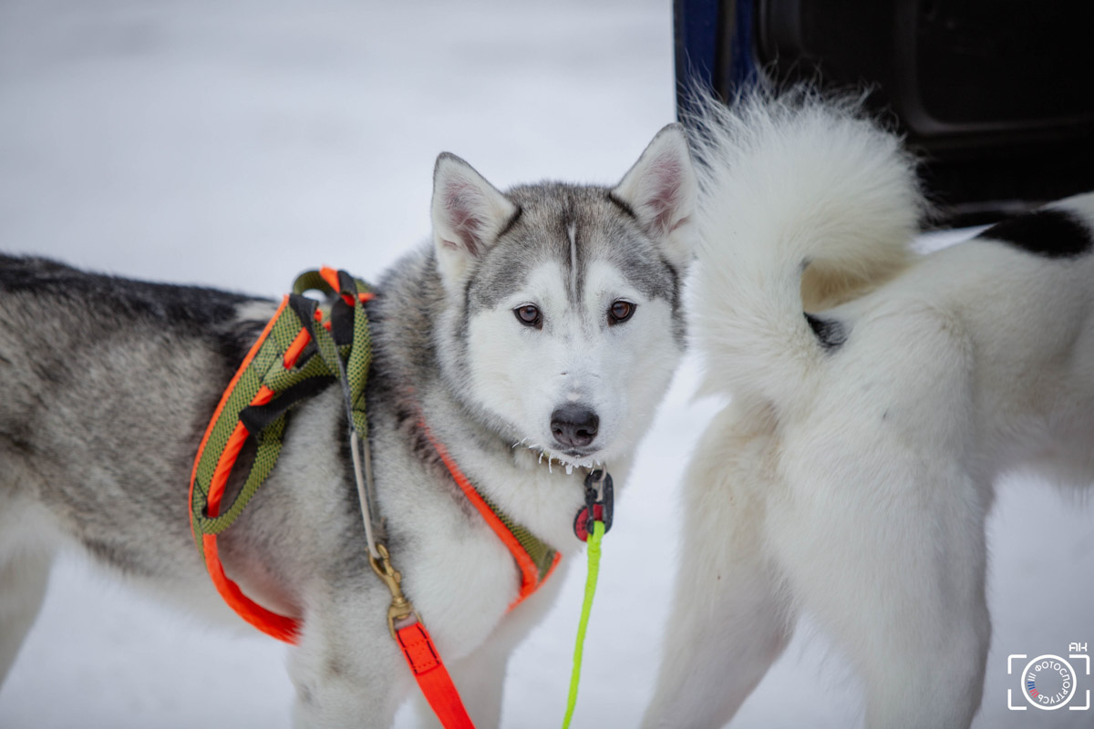 Поселок Красное Эхо Гусь-Хрустального района на три дня превратился, пожалуй, в самую дружелюбную точку на карте региона. А всё потому, что туда съехалось 500 хвостатых гонщиков из 12 регионов страны. На живописной трассе прошли традиционные соревнования «Семь вёрст… Crazy dog». Мохнатым спортсменам пришлось Преодолевать не только километры по заснеженному лесу, но и сильный мороз. Справились ли они? Рассказываем!