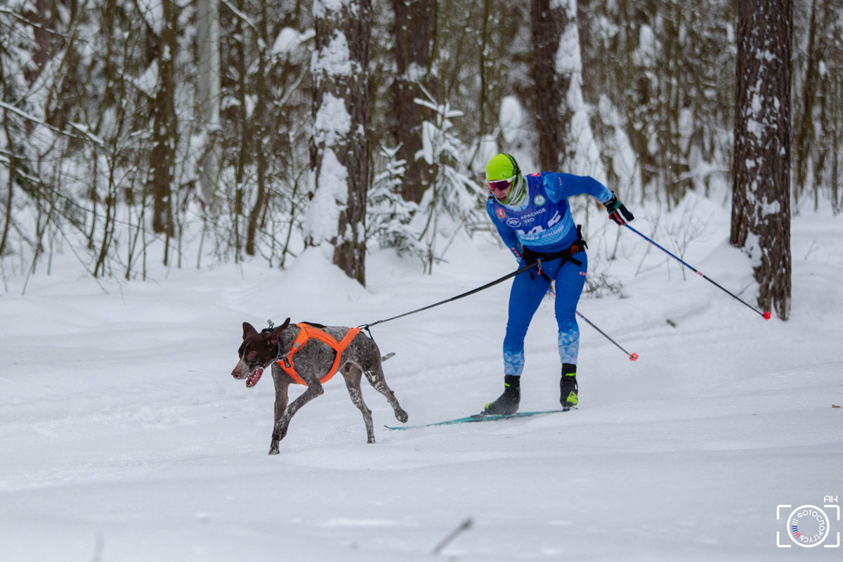 Поселок Красное Эхо Гусь-Хрустального района на три дня превратился, пожалуй, в самую дружелюбную точку на карте региона. А всё потому, что туда съехалось 500 хвостатых гонщиков из 12 регионов страны. На живописной трассе прошли традиционные соревнования «Семь вёрст… Crazy dog». Мохнатым спортсменам пришлось Преодолевать не только километры по заснеженному лесу, но и сильный мороз. Справились ли они? Рассказываем!