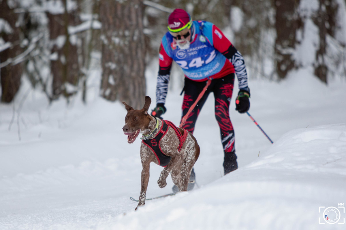 Поселок Красное Эхо Гусь-Хрустального района на три дня превратился, пожалуй, в самую дружелюбную точку на карте региона. А всё потому, что туда съехалось 500 хвостатых гонщиков из 12 регионов страны. На живописной трассе прошли традиционные соревнования «Семь вёрст… Crazy dog». Мохнатым спортсменам пришлось Преодолевать не только километры по заснеженному лесу, но и сильный мороз. Справились ли они? Рассказываем!