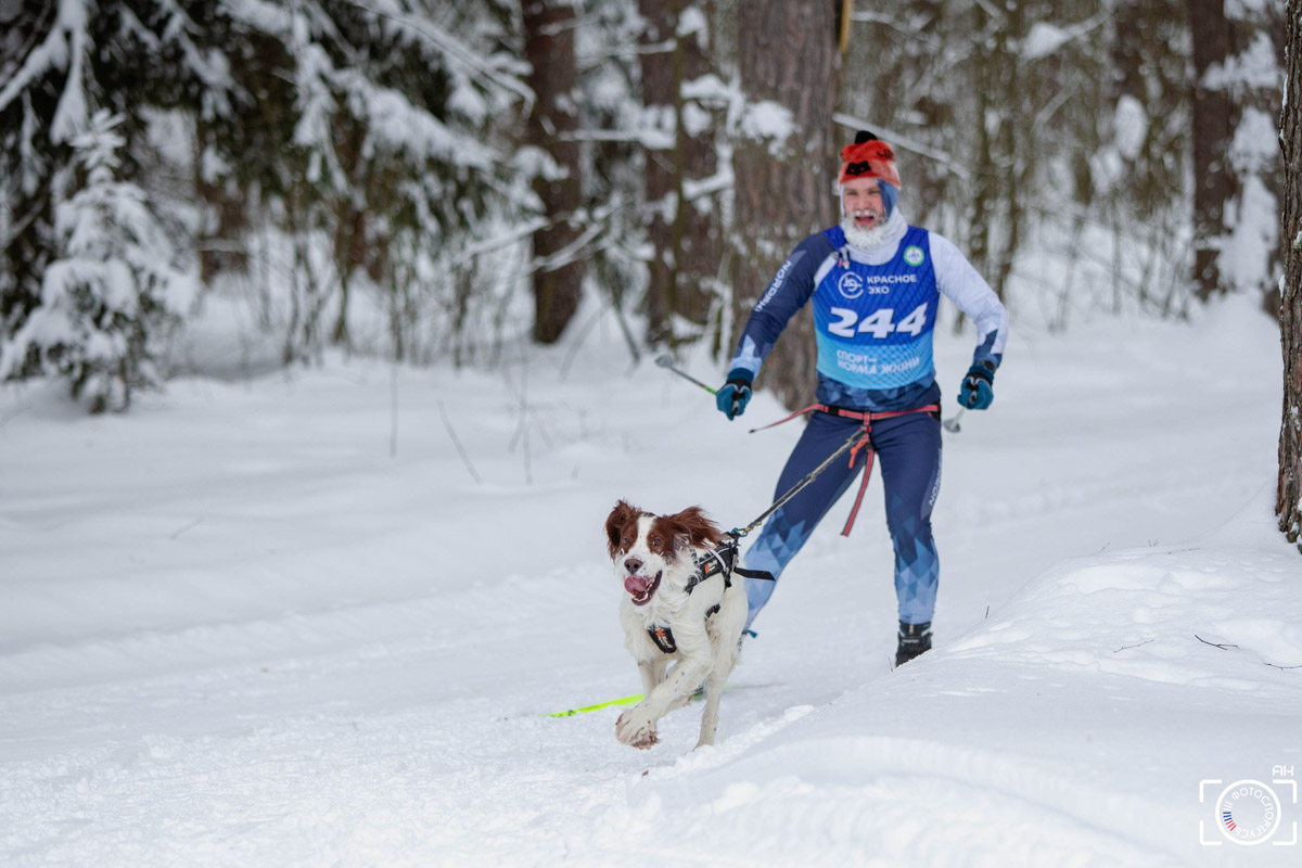 Поселок Красное Эхо Гусь-Хрустального района на три дня превратился, пожалуй, в самую дружелюбную точку на карте региона. А всё потому, что туда съехалось 500 хвостатых гонщиков из 12 регионов страны. На живописной трассе прошли традиционные соревнования «Семь вёрст… Crazy dog». Мохнатым спортсменам пришлось Преодолевать не только километры по заснеженному лесу, но и сильный мороз. Справились ли они? Рассказываем!