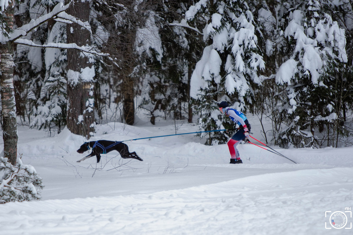 Поселок Красное Эхо Гусь-Хрустального района на три дня превратился, пожалуй, в самую дружелюбную точку на карте региона. А всё потому, что туда съехалось 500 хвостатых гонщиков из 12 регионов страны. На живописной трассе прошли традиционные соревнования «Семь вёрст… Crazy dog». Мохнатым спортсменам пришлось Преодолевать не только километры по заснеженному лесу, но и сильный мороз. Справились ли они? Рассказываем!