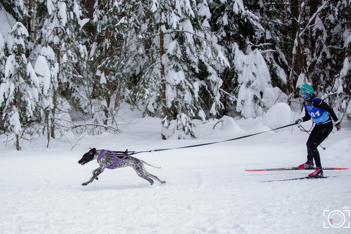 Поселок Красное Эхо Гусь-Хрустального района на три дня превратился, пожалуй, в самую дружелюбную точку на карте региона. А всё потому, что туда съехалось 500 хвостатых гонщиков из 12 регионов страны. На живописной трассе прошли традиционные соревнования «Семь вёрст… Crazy dog». Мохнатым спортсменам пришлось Преодолевать не только километры по заснеженному лесу, но и сильный мороз. Справились ли они? Рассказываем!
