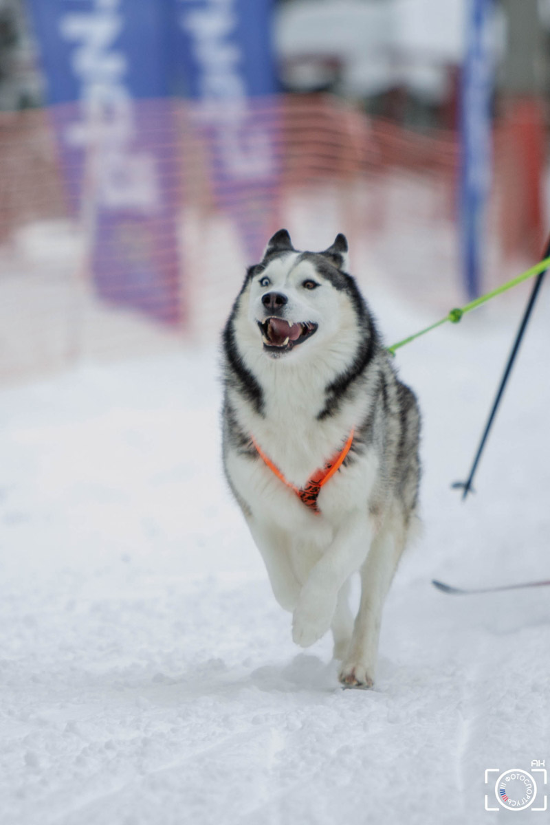 Поселок Красное Эхо Гусь-Хрустального района на три дня превратился, пожалуй, в самую дружелюбную точку на карте региона. А всё потому, что туда съехалось 500 хвостатых гонщиков из 12 регионов страны. На живописной трассе прошли традиционные соревнования «Семь вёрст… Crazy dog». Мохнатым спортсменам пришлось Преодолевать не только километры по заснеженному лесу, но и сильный мороз. Справились ли они? Рассказываем!