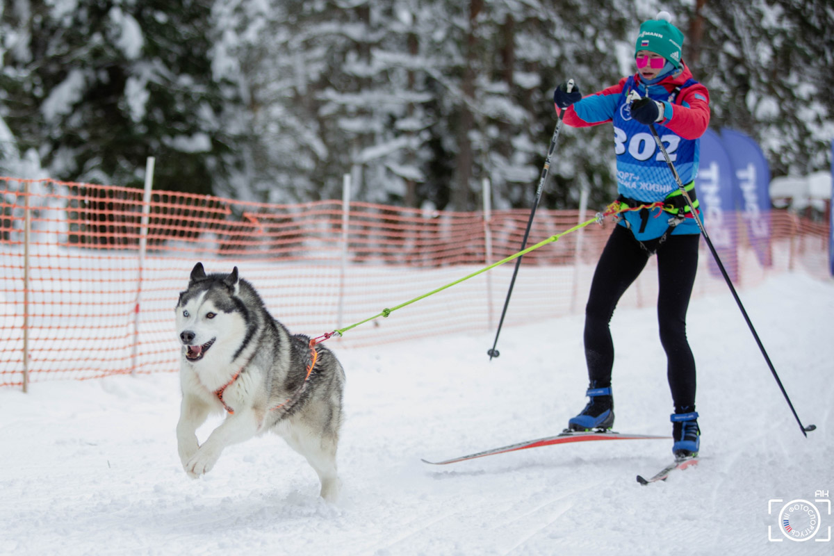 Поселок Красное Эхо Гусь-Хрустального района на три дня превратился, пожалуй, в самую дружелюбную точку на карте региона. А всё потому, что туда съехалось 500 хвостатых гонщиков из 12 регионов страны. На живописной трассе прошли традиционные соревнования «Семь вёрст… Crazy dog». Мохнатым спортсменам пришлось Преодолевать не только километры по заснеженному лесу, но и сильный мороз. Справились ли они? Рассказываем!