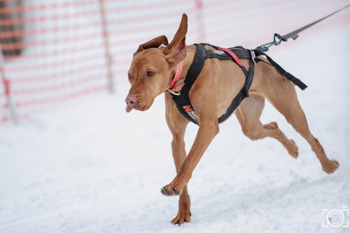 Поселок Красное Эхо Гусь-Хрустального района на три дня превратился, пожалуй, в самую дружелюбную точку на карте региона. А всё потому, что туда съехалось 500 хвостатых гонщиков из 12 регионов страны. На живописной трассе прошли традиционные соревнования «Семь вёрст… Crazy dog». Мохнатым спортсменам пришлось Преодолевать не только километры по заснеженному лесу, но и сильный мороз. Справились ли они? Рассказываем!