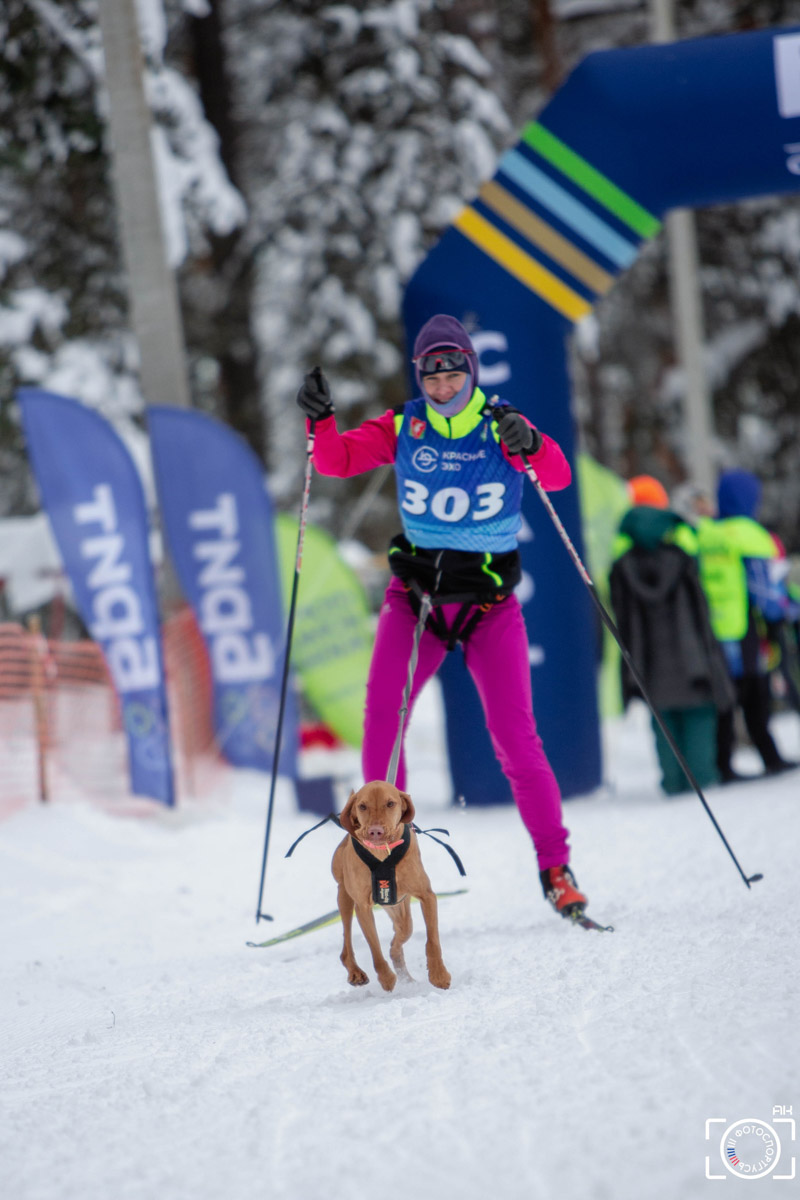 Поселок Красное Эхо Гусь-Хрустального района на три дня превратился, пожалуй, в самую дружелюбную точку на карте региона. А всё потому, что туда съехалось 500 хвостатых гонщиков из 12 регионов страны. На живописной трассе прошли традиционные соревнования «Семь вёрст… Crazy dog». Мохнатым спортсменам пришлось Преодолевать не только километры по заснеженному лесу, но и сильный мороз. Справились ли они? Рассказываем!