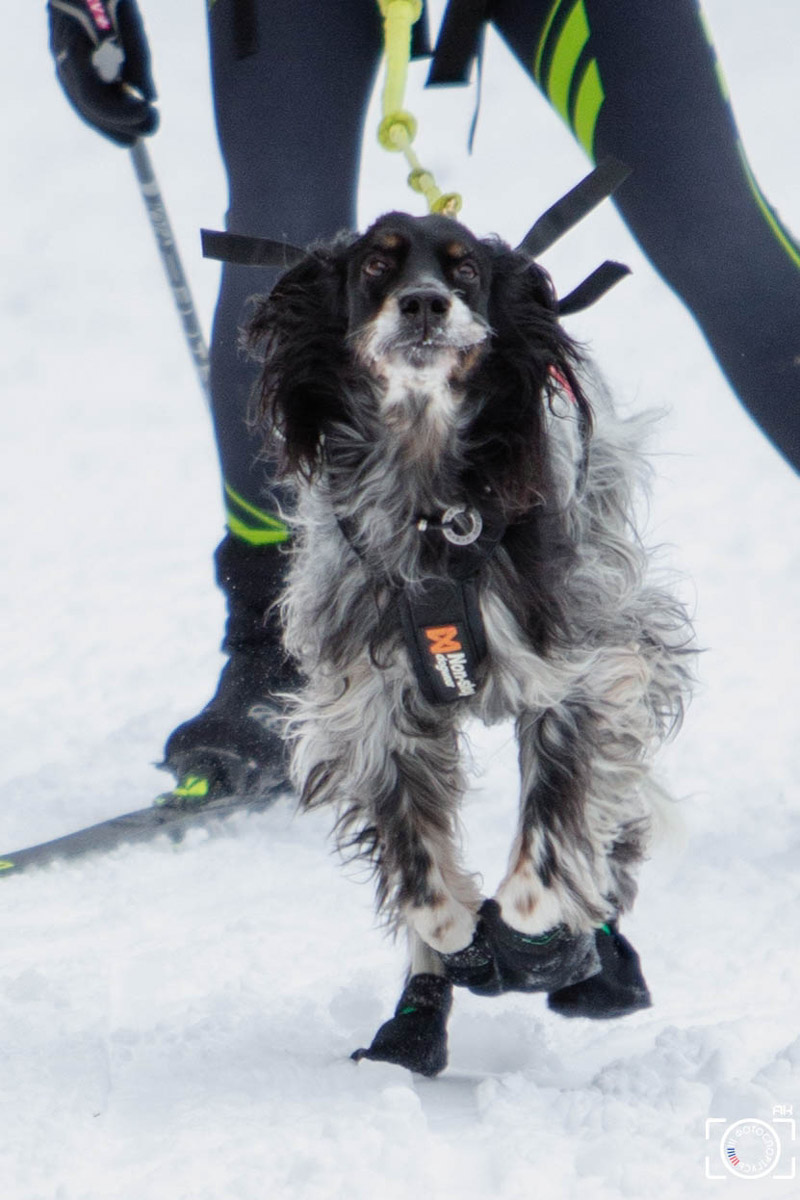 Поселок Красное Эхо Гусь-Хрустального района на три дня превратился, пожалуй, в самую дружелюбную точку на карте региона. А всё потому, что туда съехалось 500 хвостатых гонщиков из 12 регионов страны. На живописной трассе прошли традиционные соревнования «Семь вёрст… Crazy dog». Мохнатым спортсменам пришлось Преодолевать не только километры по заснеженному лесу, но и сильный мороз. Справились ли они? Рассказываем!