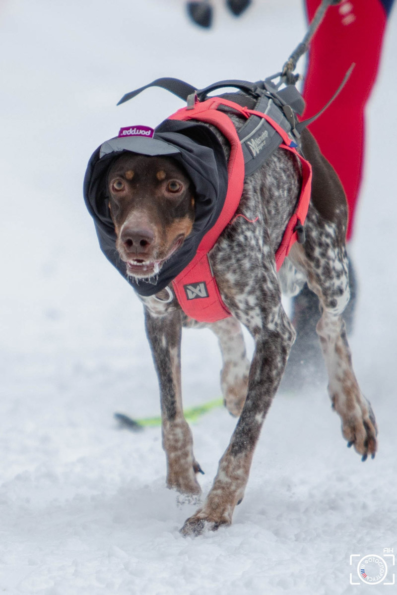 Поселок Красное Эхо Гусь-Хрустального района на три дня превратился, пожалуй, в самую дружелюбную точку на карте региона. А всё потому, что туда съехалось 500 хвостатых гонщиков из 12 регионов страны. На живописной трассе прошли традиционные соревнования «Семь вёрст… Crazy dog». Мохнатым спортсменам пришлось Преодолевать не только километры по заснеженному лесу, но и сильный мороз. Справились ли они? Рассказываем!