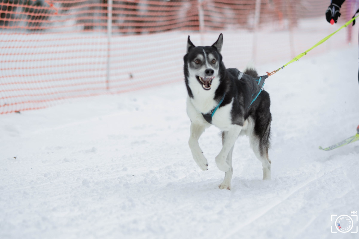 Поселок Красное Эхо Гусь-Хрустального района на три дня превратился, пожалуй, в самую дружелюбную точку на карте региона. А всё потому, что туда съехалось 500 хвостатых гонщиков из 12 регионов страны. На живописной трассе прошли традиционные соревнования «Семь вёрст… Crazy dog». Мохнатым спортсменам пришлось Преодолевать не только километры по заснеженному лесу, но и сильный мороз. Справились ли они? Рассказываем!